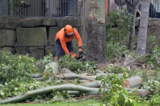 West Modesto, CA  Tree Services Company