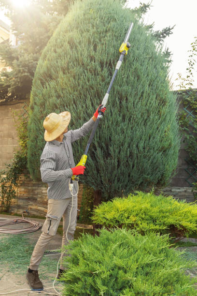 Organic Lawn Care Solutions in West Modesto, CA